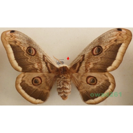 Saturnia pyri (Denis & Schiffermüller, 1775) female Pawica gruszówka Czech 102mm60b